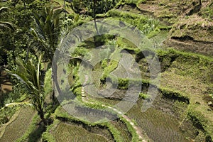 Beautiful view of rice terraces in Bali