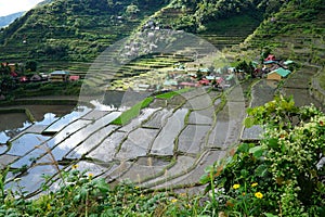Beautiful view of Rice Terraces of the Philippine Cordilleras with traditional rural houses photo