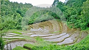 Beautiful View Of A Ricefield.