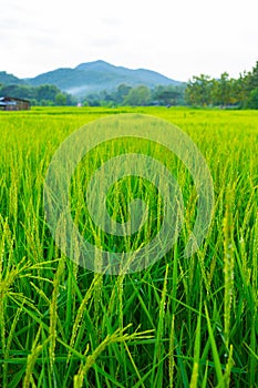 Beautiful view of ricefield and background