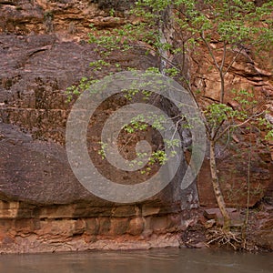 Beautiful view of the River flowing near rugged rock facade in Zion National Park, Utah, USA