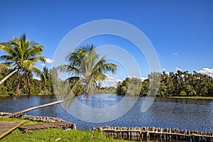 Beautiful view of river and palms in Laguna del Tesoro, Cuba photo