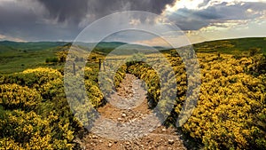 Beautiful view of a road with small stones in a field with bushes