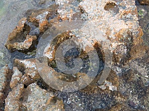 Beautiful view of rocks and seashells underwater in sandstone depressions.