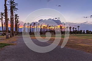 Beautiful view of row of palm trees on cloudy sunset sky background from the street