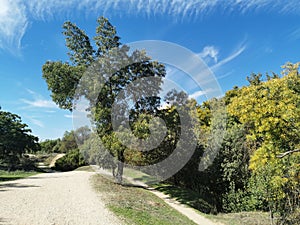 Beautiful view of the rural road surrounded by green vegetation. Casa de Campo, Madrid, Spain. photo