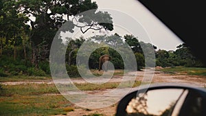 Beautiful view from safari car, large dangerous wild elephant looking straight at camera in sunny forest Sri Lanka.