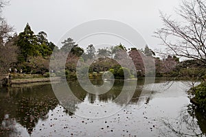 Beautiful view of the sakura trees growing near the river in Ryoanji Kyoto, Japan