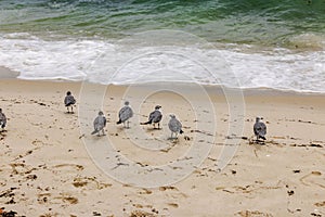 Beautiful view of the sandy beach of Miami Beach with seagulls on the shore of the Atlantic Ocean