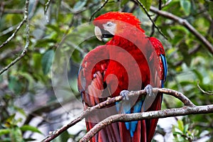 Beautiful view of a scarlet macaw perched on a branch of a tree in Ecuador, Anden rainforest