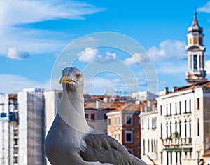 Beautiful view of a seagull`s head with Venice in the background photo