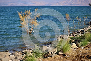 Beautiful view of the shades of green on the low shore of Kineret Lake, Tiberias, Israel