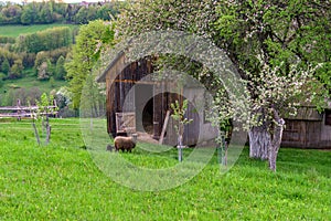 Beautiful view of a sheep in a field of Hrinovske Lazy nature in Slovakia