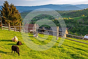 Krásny výhľad na ovce v obore prírody Hrinovských Lazov na Slovensku