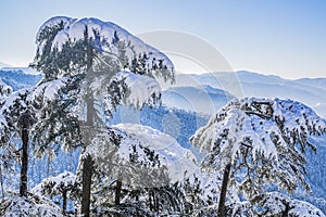 Beautiful View of Shimla City After a Snowfall