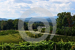 Beautiful view showing the Blue Ridge Mountains at Vineyard.