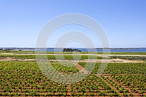 Beautiful view of the Sicilian vineyards