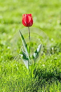 Beautiful view of a single red tulip growing in the field on a blurry background