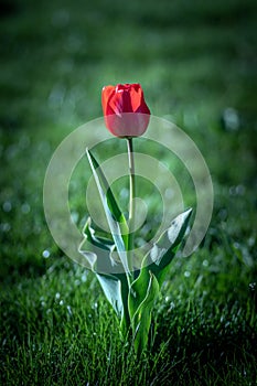 Beautiful view of a single red tulip growing in the field on a blurry background