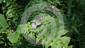 Beautiful view of Sinhalese five ring butterfly and White four ring butterfly meeting on a frond leaf photo