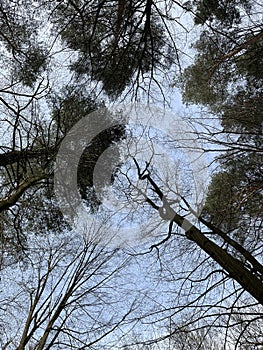 A beautiful view of the sky through the crowns of bare trees. Preservation of ecology.