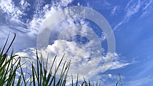 a beautiful view of the sky with treetops in the afternoon in a park