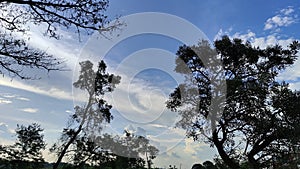 a beautiful view of the sky with treetops in the afternoon in a park