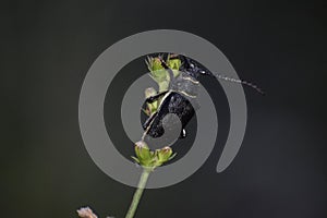 The beautiful view of the small black beetle on the branch of bush.