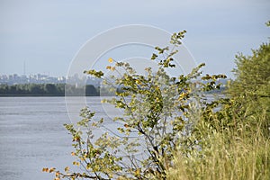The beautiful view of the small bush on the background of the city and the river.