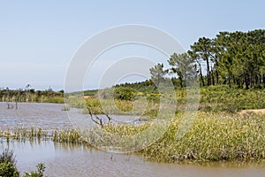 patch of trees with pond