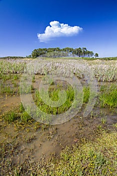 patch of trees with pond