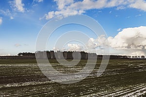 Beautiful view of a snow-covered field with yellow grass against a background of autumn forest, blue sky with white clouds