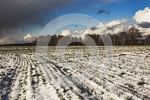 Beautiful view of a snow-covered field with yellow grass against a background of autumn forest, blue sky with white clouds