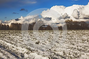 Beautiful view of a snow-covered field with yellow grass against a background of autumn forest, blue sky with white clouds