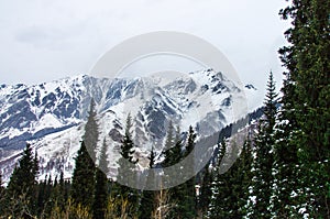 Beautiful view of the snow-covered mountain slopes. Tian Shan, Kazakhstan. Fir forest in the foreground