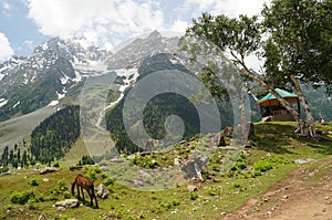 Beautiful view of Sonamarg in Kashmir,India