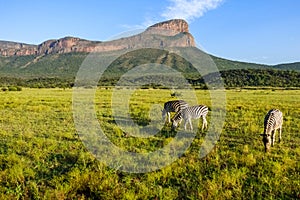 A beautiful view in South Africa with zebras and a mountain