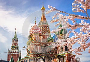 Beautiful view of St. Basil`s Cathedral. The bloom of Sakura in Moscow. spring season. Russia, the Kremlin Moscow spring