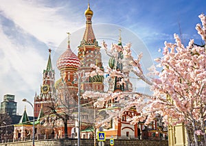 Beautiful view of St. Basil`s Cathedral. The bloom of Sakura in Moscow. spring season. Russia, the Kremlin Moscow spring