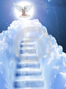 Beautiful view  stairs to heaven with white dove