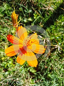 Beautiful view of sulfur kenikir ornamental plant with orange flowers