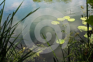 beautiful view of a summer lake with reeds and water lilies