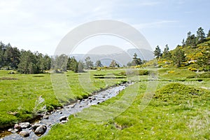 Beautiful view of summer landscape with prairie and forest