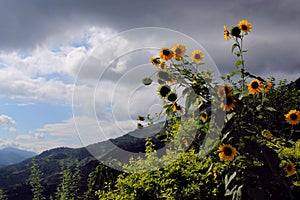 Beautiful view with Sun flowers,green mountains, forest and pines, blue sky