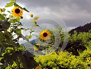 Beautiful view with Sun flowers,green mountains, forest and pines, blue sky & dark rain clouds