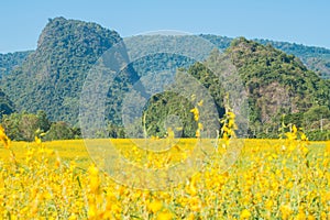 Beautiful view of Sunhemp field Crotalaria Juncea at the foothills of Doi Nang Non mountain in Chiang Rai province, Thailand.