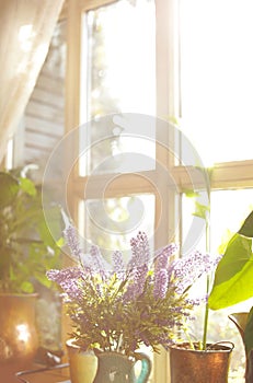 Beautiful view of sunlit houseplants