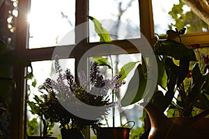 Beautiful view of sunlit houseplants