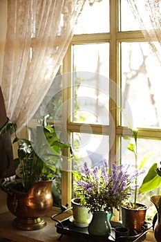 Beautiful view of sunlit houseplants