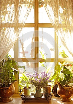 Beautiful view of sunlit houseplants